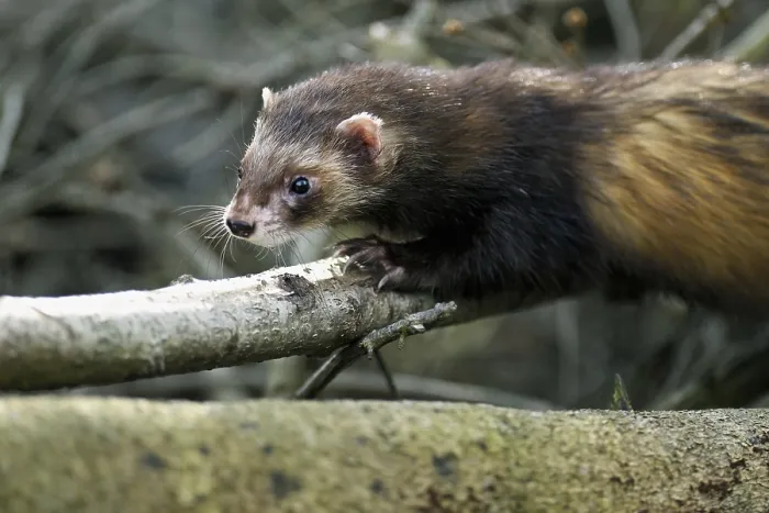 Framed Print : European polecat (Mustela putorius) Framed Print : European polecat (Mustela putorius)