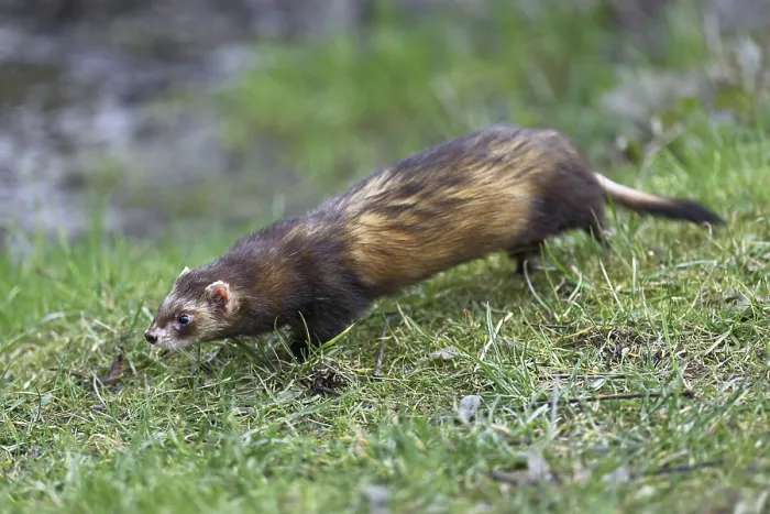 Framed Print : European polecat (Mustela putorius)