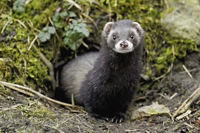 Framed Print : European polecat (Mustela putorius) Framed Print : European polecat (Mustela putorius)