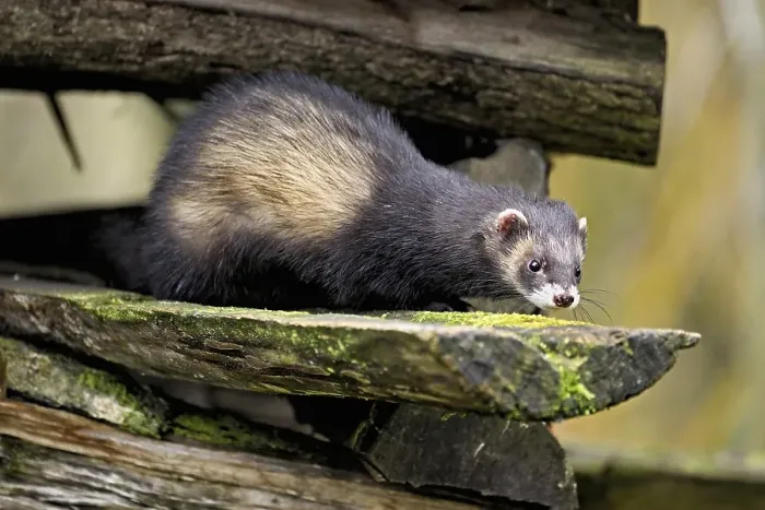Framed Print : European polecat (Mustela putorius) also called ferret