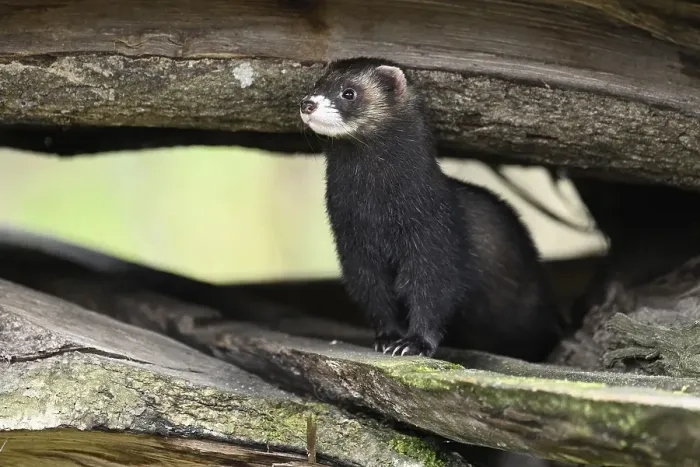 Framed Print : European polecat (Mustela putorius) also called ferret