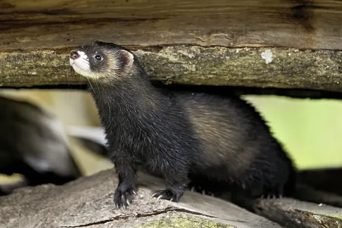 Framed Print : European polecat (Mustela putorius) also called ferret