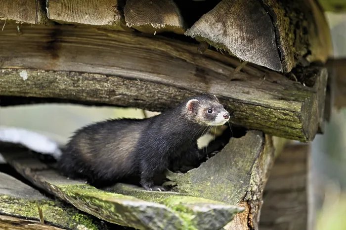 Framed Print : European polecat (Mustela putorius) also called ferret Framed Print : European polecat (Mustela putorius) also called ferret