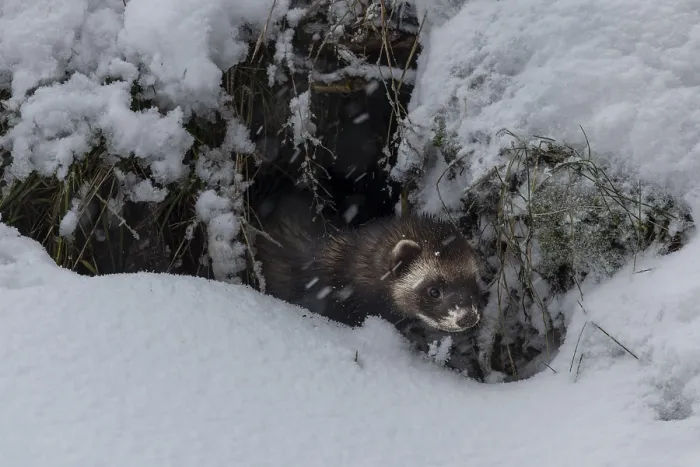 Framed Print : A European polecat (Mustela putorius) inspects a cave in search of prey