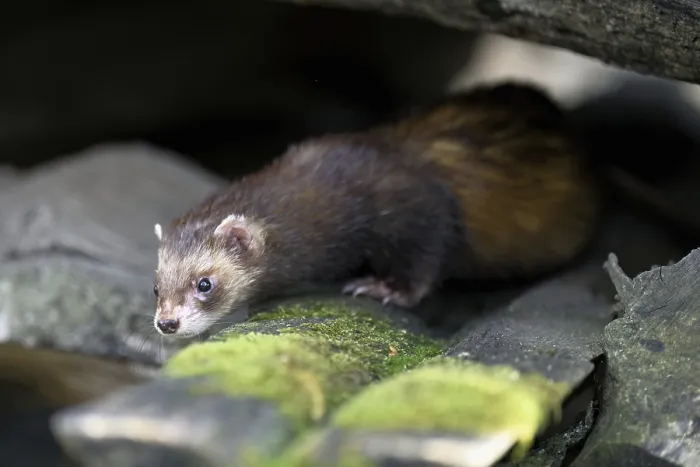 Framed Print : European polecat (Mustela putorius) also known as ferret Framed Print : European polecat (Mustela putorius) also known as ferret