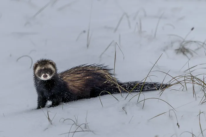 Framed Print : The European polecat (Mustela putorius) likes to hunt along the banks of bodies of water or in dense vegetation