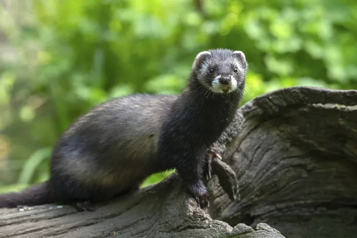 Framed Print : European polecat (Mustela putorius) or wood tiger standing on an old log Framed Print : European polecat (Mustela putorius) or wood tiger standing on an old log