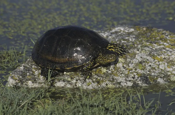 Framed Print : European Pond Terrapin (Emys orbicularis) on rock