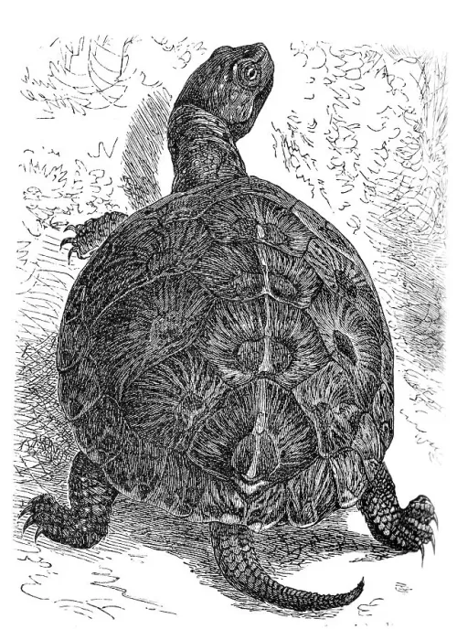 Framed Print : European pond turtle (Cistudo lutaria)
