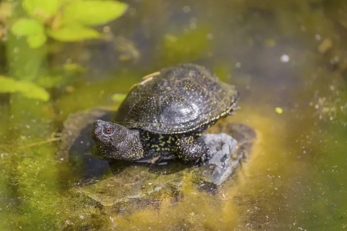 Framed Print : A European pond turtle (Emys orbicularis)
