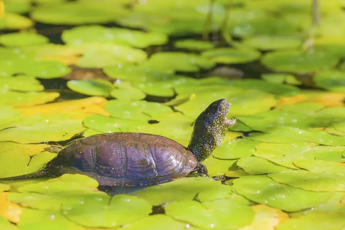 Framed Print : A European pond turtle (Emys orbicularis) Framed Print : A European pond turtle (Emys orbicularis)