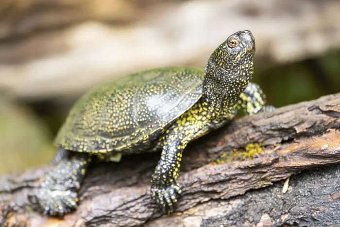 Framed Print : European pond turtle (Emys orbicularis) on a rock Framed Print : European pond turtle (Emys orbicularis) on a rock