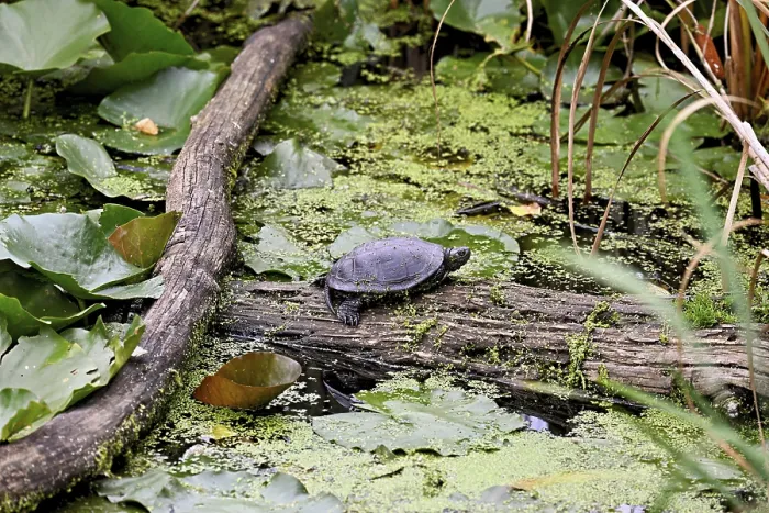 Framed Print : European pond turtle (Emys orbicularis) sitting on tree trunk