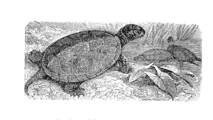 Framed Print : European pond turtle, European pond tortoise