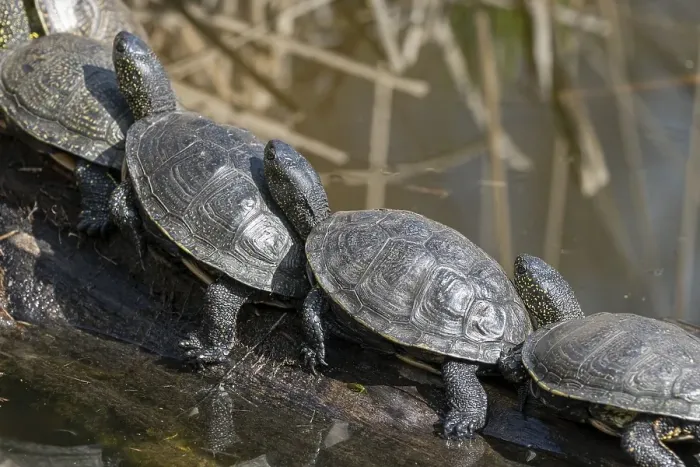 Framed Print : European pond turtles (Emys orbicularis) Framed Print : European pond turtles (Emys orbicularis)