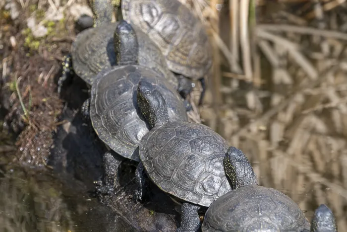 Framed Print : European pond turtles (Emys orbicularis) Framed Print : European pond turtles (Emys orbicularis)