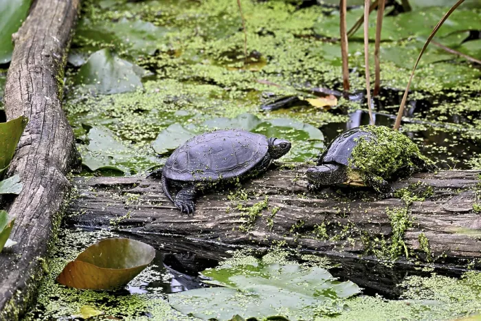Framed Print : Two European pond turtles (Emys orbicularis) sitting on tree trunk