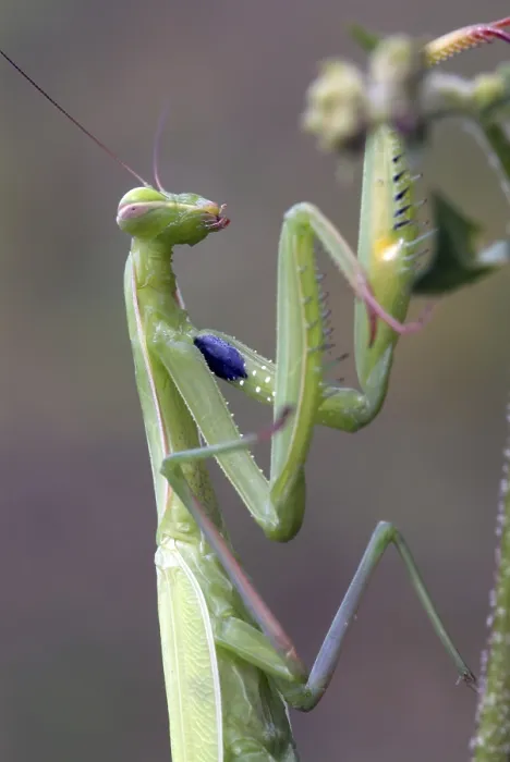 Framed Print : European Praying Mantis (Mantis religiosa) Framed Print : European Praying Mantis (Mantis religiosa)