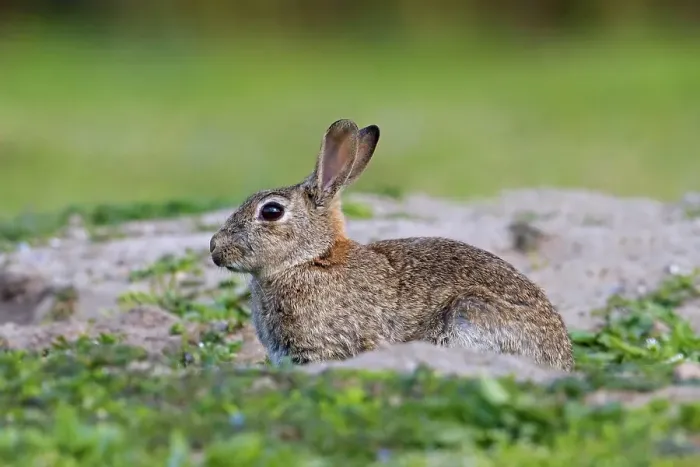 Framed Print : European rabbit, common rabbit (Oryctolagus cuniculus) sitting near entrance to warren in grassland in spring
