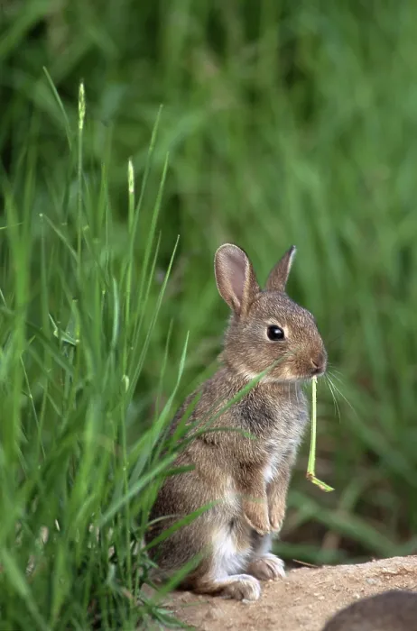 Framed Print : European Rabbit (Oryctolagus cuniculus)