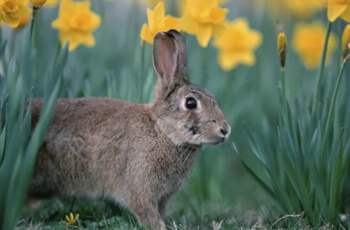 Framed Print : European Rabbit (Oryctolagus cuniculus) and daffodils