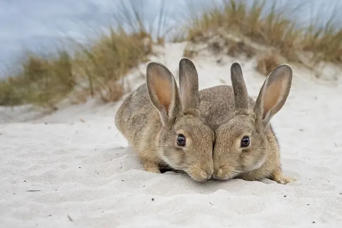 Framed Print : European rabbit (Oryctolagus cuniculus) in the dunes of the Baltic Sea