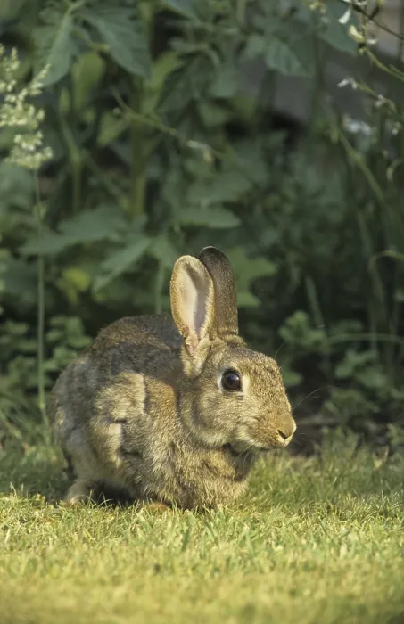 Framed Print : European Rabbit (Oryctolagus cuniculus) sitting in garden Framed Print : European Rabbit (Oryctolagus cuniculus) sitting in garden