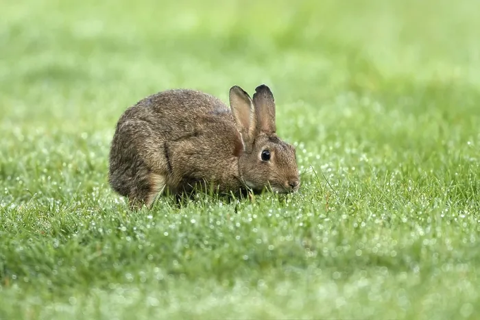 Framed Print : European rabbit (Oryctolagus cuniculus) in wet meadow