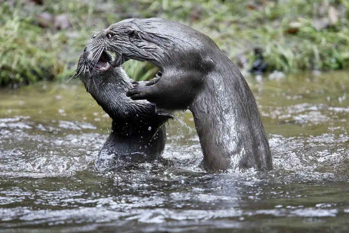 Framed Print : European River Otter (Lutra lutra)