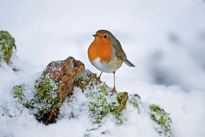 Framed Print : European Robin (erithacus rubecula)