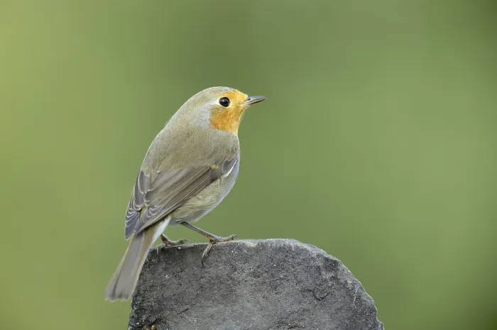 Framed Print : European robin (Erithacus rubecula)