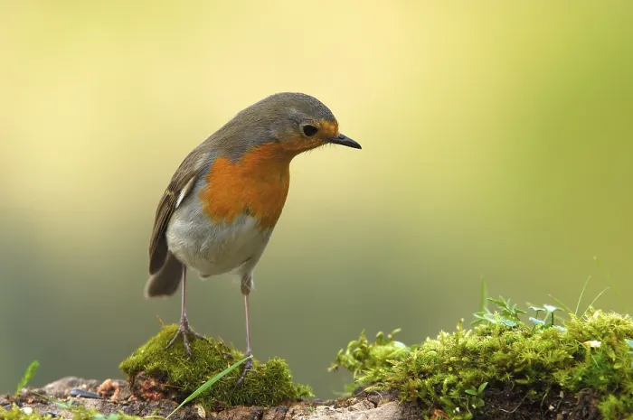 Framed Print : European Robin (Erithacus rubecula)