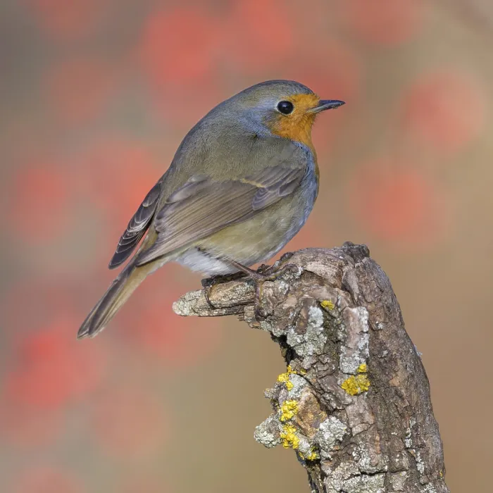 Framed Print : European robin (Erithacus rubecula) Framed Print : European robin (Erithacus rubecula)