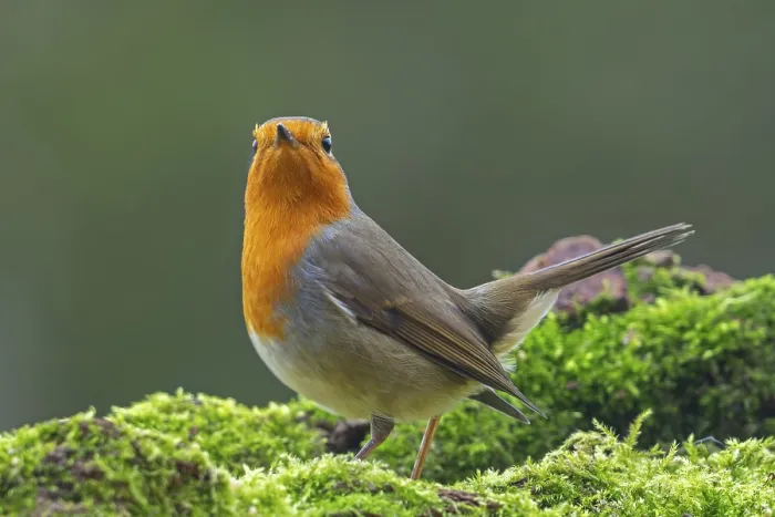 Framed Print : European robin (Erithacus rubecula) Framed Print : European robin (Erithacus rubecula)