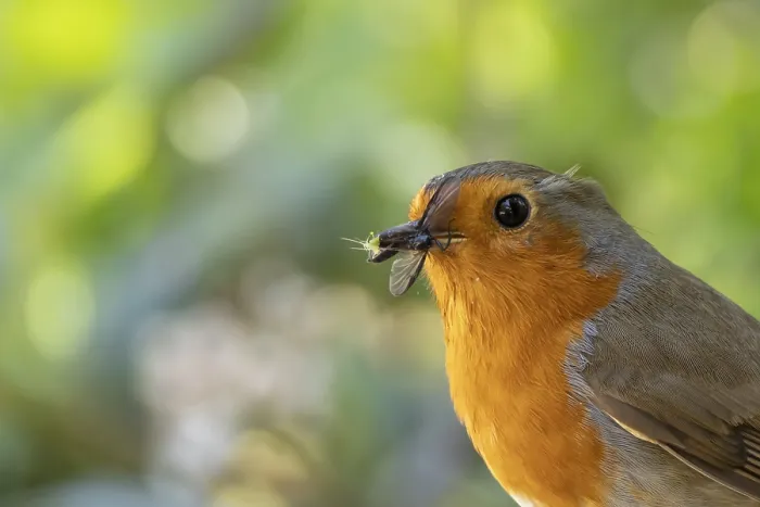 Framed Print : European robin (Erithacus rubecula) adult bird in a garden with insects for food in its beak in the spring Framed Print : European robin (Erithacus rubecula) adult bird in a garden with insects for food in its beak in the spring