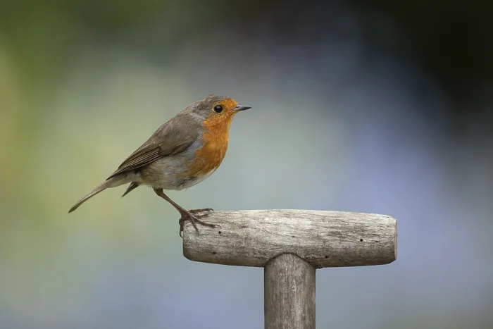 Framed Print : European robin (Erithacus rubecula) adult garden bird on a fork handle in spring