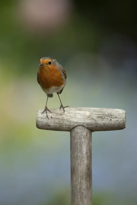 Framed Print : European Robin (Erithacus rubecula) adult garden bird on a fork handle in spring