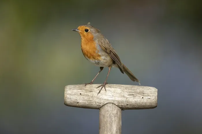 Framed Print : European robin (Erithacus rubecula) adult garden bird on a fork handle in spring