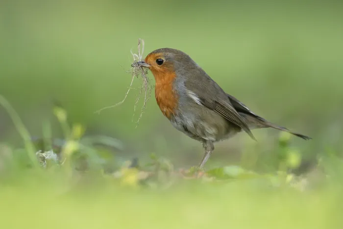 Framed Print : European robin (Erithacus rubecula) adult garden bird with nest material in its beak in spring
