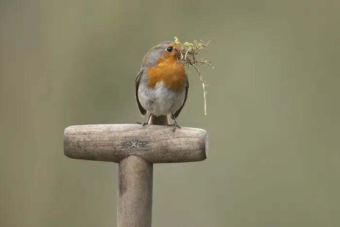 Framed Print : European robin (Erithacus rubecula) adult garden bird with nesting material in its beak on a fork handle in spring