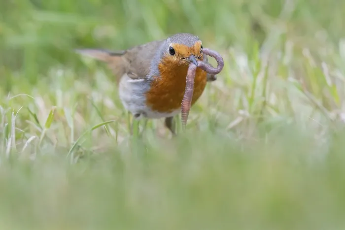 Framed Print : European robin (Erithacus rubecula) catches earthworm on lawn