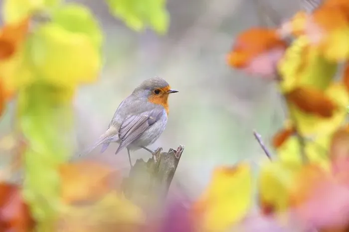 Framed Print : European robin (Erithacus rubecula) with colourful autumn leaves
