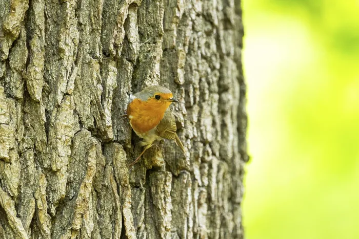 Framed Print : European robin (Erithacus rubecula) sitting on the bark of a tree trunk Framed Print : European robin (Erithacus rubecula) sitting on the bark of a tree trunk