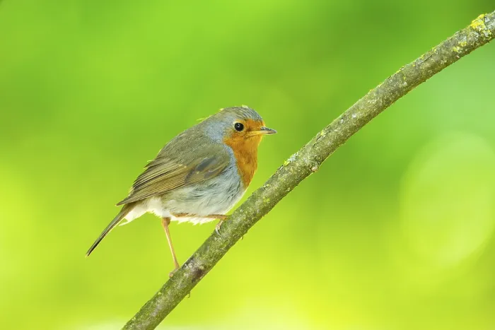 Framed Print : European robin (Erithacus rubecula) sitting on a branch