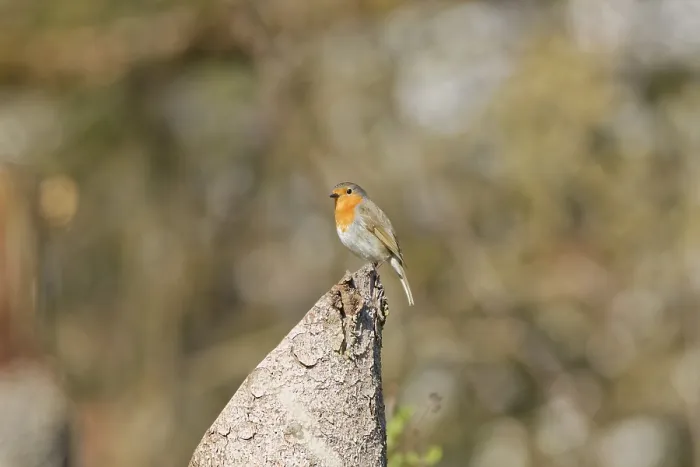 Framed Print : European robin (Erithacus rubecula) sitting on tree stump in natural woodland habitat Framed Print : European robin (Erithacus rubecula) sitting on tree stump in natural woodland habitat