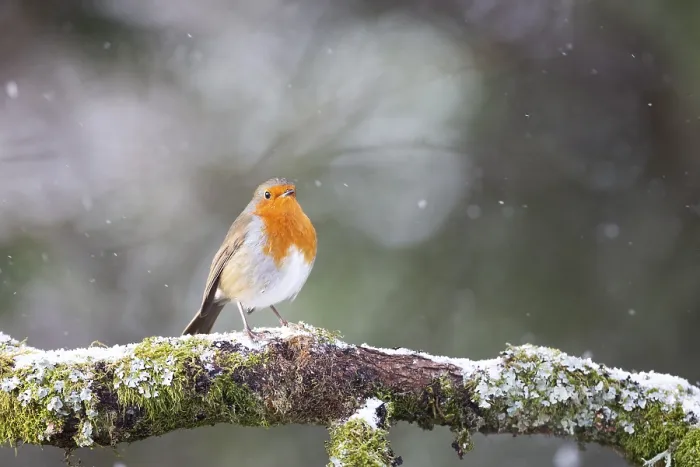 Framed Print : European Robin Erithacus rubecula on a snowy branch in Aberfeldy Framed Print : European Robin Erithacus rubecula on a snowy branch in Aberfeldy