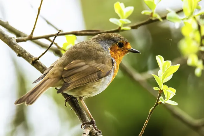 Framed Print : European Robinin in his environment