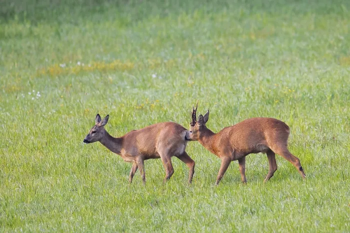 Framed Print : European roe deer (Capreolus capreolus)