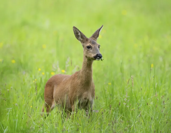 Framed Print : European roe deer (Capreolus capreolus)