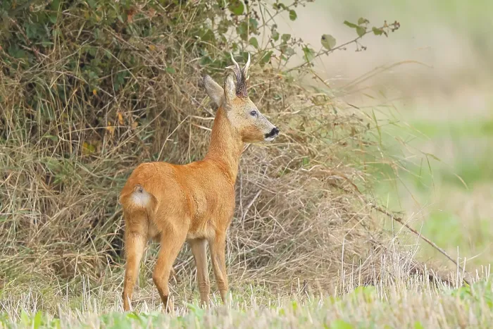 Framed Print : European roe deer (Capreolus capreolus)